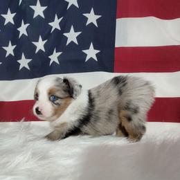 Boxer and Toy Australian Shepherd Puppies from LJK Boxers & Toy Aussies