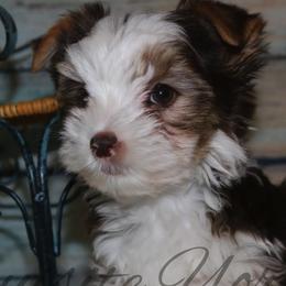 Yorkshire Terrier Puppies from Exquisite Yorkies