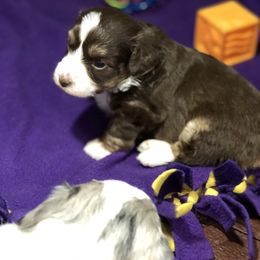 Aussiedoodle Puppies from Ohana Companions