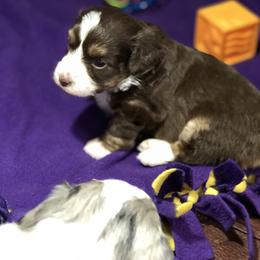 Aussiedoodle Puppies from Ohana Companions