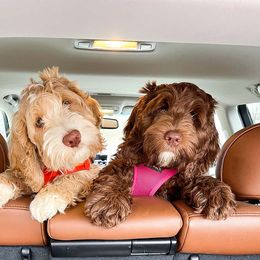 Australian Labradoodle Puppies from Foothills Doodles