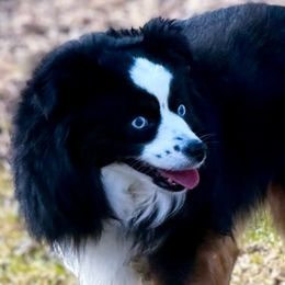 Australian Shepherds, Miniature American Shepherds, Miniature Australian Shepherds, and Toy Australian Shepherds from Dusty Spring Australian Shepherds, LLC