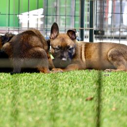 Belgian Malinois, Dutch Shepherd, and German Shepherd Puppies from Andy's Elite K9