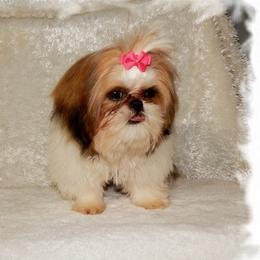 Shih Tzu puppies from Shedd's Shih Tzus