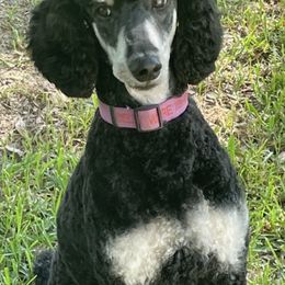 Poodles from Robert's DNP Poodles