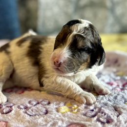 Jani - female Australian Mountain Doodle puppy in Blue Springs, Missouri from Jeanie’s Doodles