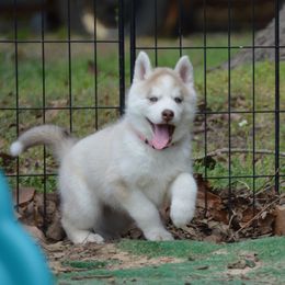 Shiba Inu and Siberian Husky Puppies from Mirage Siberians