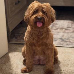 Poppy - Australian Labradoodle