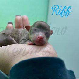 Riff - Chocolate and tan male Chihuahua puppy in Patchogue, New York from Cloudshadow Kennels