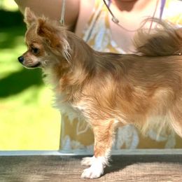 Berry - Chihuahua