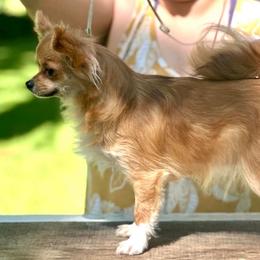 Berry - Chihuahua