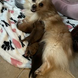 Pomeranian Puppies from Nathalie Bastin