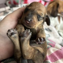 Steve Harrington - Red male Dachshund puppy in Jacksonville, North Carolina from Lizzie’s Doxies