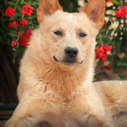 Aes Sedai (AKC) - Australian Cattle Dog