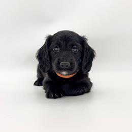 Sunny (AKC solid black) - Black male Dachshund puppy in Waddell, Arizona from Neu Doxies