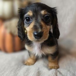 Truffle - Black and tan female Dachshund puppy in Townsend, Georgia from Salt Creek Dachshunds