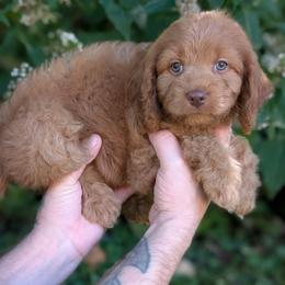 Hickory - Red male Cavapoo puppy in Coshocton, Ohio from Forever Family Puppies