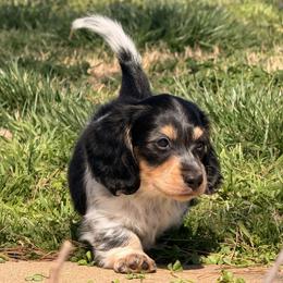 Valen - Piebald male Dachshund puppy in Ramona, Oklahoma from Schmitt Dachshunds