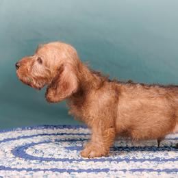 Tenny-Read Description - Red male Dachshund puppy in Auxvasse, Missouri from Above Par Kennels