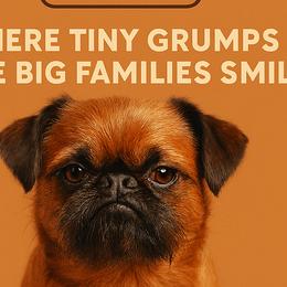 Brussels Griffons and French Bulldogs from Team Grubb Frenchies / Grubb's Grumpy Griffs