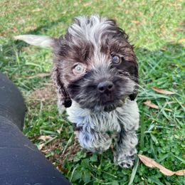 Star with training - Brown and white female Cockapoo puppy in Boonville, North Carolina from Doods & Dolls