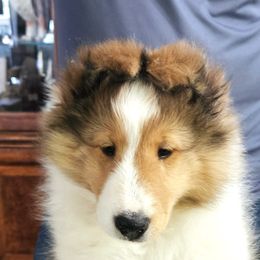 Liam - Sable and white male Shetland Sheepdog puppy in Nampa, Idaho from Shalamar Shelties