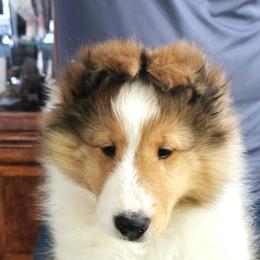 Liam - Sable and white male Shetland Sheepdog puppy in Nampa, Idaho from Shalamar Shelties