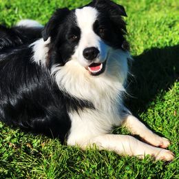 Border Collie All Grown Up from Monet's Border Collies