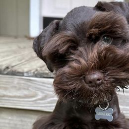 Miniature Schnauzers from Vazquez Kennel