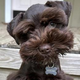 Miniature Schnauzers from Vazquez Kennel
