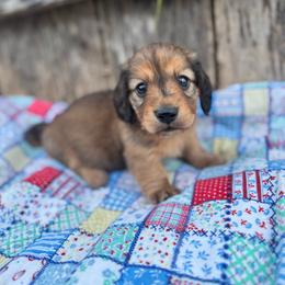 Ranger - Red male Dachshund puppy in Licking, Missouri from Bean Creek Dachshunds & Terriers