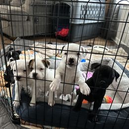Staffordshire Bull Terriers from Lucky Staffs