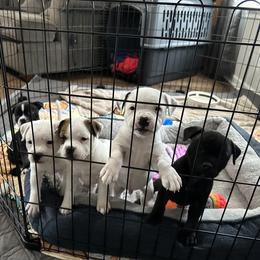 Staffordshire Bull Terriers from Lucky Staffs