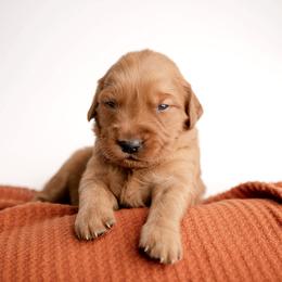 Reese - Dark golden male Golden Retriever puppy in Buhl, Idaho from Atkinson's Goldens