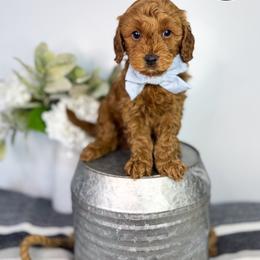 Boy 2 - Red  male Goldendoodle puppy in Anderson, South Carolina from Brinkerhoff Doodle Farm