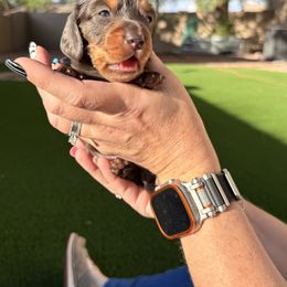 Dachshund Puppies from Collier Dachshunds