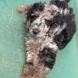 Zen - Parti male Poodle puppy in Otto, North Carolina from Wild Suns Farm