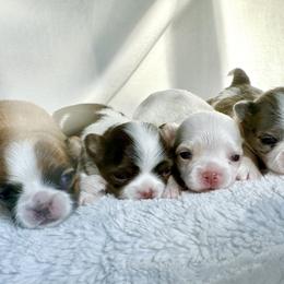 Chihuahua Puppies from Petite Pups