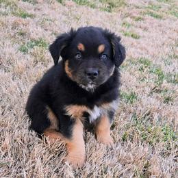 Noah - Black tri-color male Australian Shepherd puppy in Owensboro, Kentucky from JnT's Bluegrass Mini Aussies