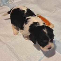 Megan - Tri-color female Cavalier King Charles Spaniel puppy in Charity, Missouri from Missouri. Cavaliers