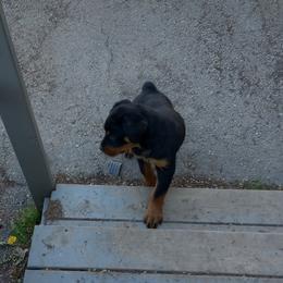 Rottweiler Puppies from Gregory Mulkey's Rottweilers