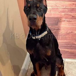 Doberman Pinscher Puppies from KB's Dobermans