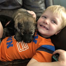 German Shepherd Puppies from Silver Elite Shepherds