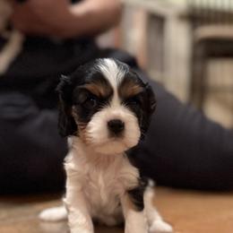 Cavalier King Charles Spaniels from Paradise Cavaliers