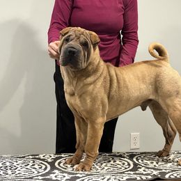 Ducky - Chinese Shar-Pei