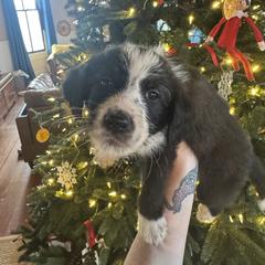 Colt - White and red male Bordoodle puppy in Winnsboro, Texas from Pecan Grove Pups