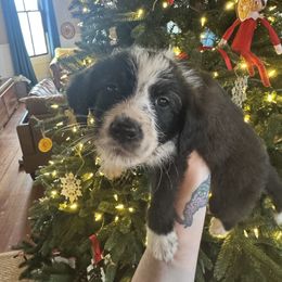 Colt - White and red male Bordoodle puppy in Winnsboro, Texas from Pecan Grove Pups