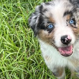 Blue Merle Male 1 - Australian Shepherd puppy in Mc Alisterville, Pennsylvania from Colibri Acres And Farm