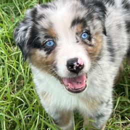 Blue Merle Male 1 - Australian Shepherd puppy in Mc Alisterville, Pennsylvania from Colibri Acres And Farm