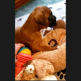 Boxer Puppies from Elevated Boxers